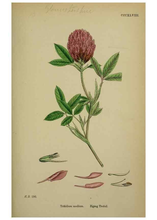 Reproducción/Reproduction 48716913123: English botany, or, Coloured figures of British plants /. London :R. Hardwicke,1863-1886.. 