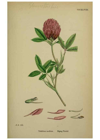 Reproducción/Reproduction 48716913123: English botany, or, Coloured figures of British plants /. London :R. Hardwicke,1863-1886.. 