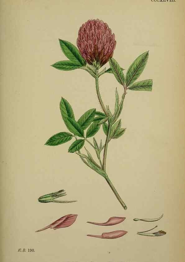 Reproducción/Reproduction 48716913123: English botany, or, Coloured figures of British plants /. London :R. Hardwicke,1863-1886.. 
