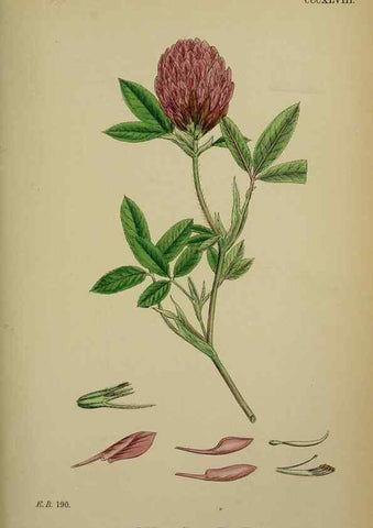 Reproducción/Reproduction 48716913123: English botany, or, Coloured figures of British plants /. London :R. Hardwicke,1863-1886.. 