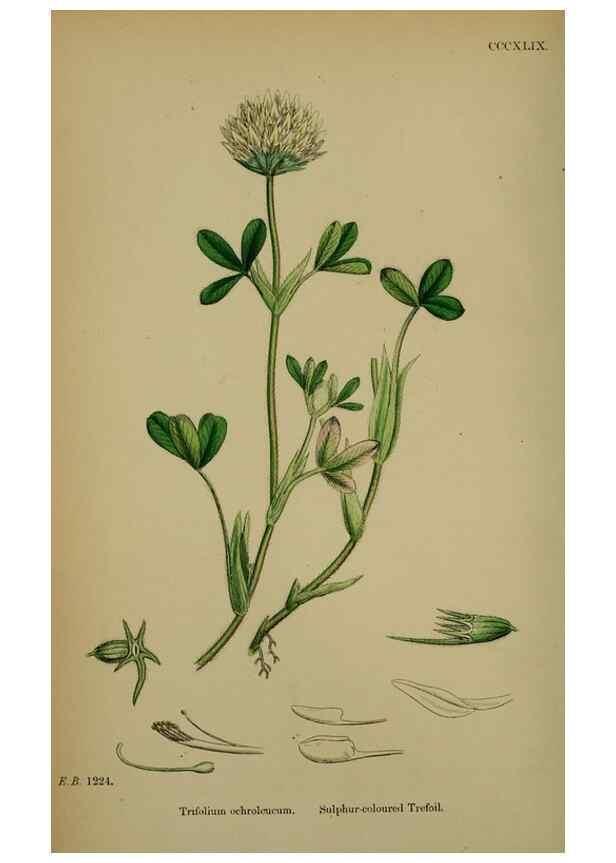 Reproducción/Reproduction 48717250586: English botany, or, Coloured figures of British plants /. London :R. Hardwicke,1863-1886.. 