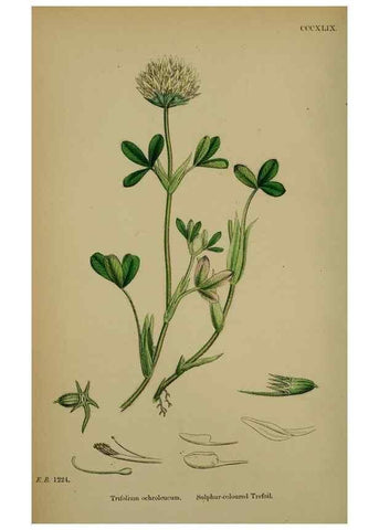 Reproducción/Reproduction 48717250586: English botany, or, Coloured figures of British plants /. London :R. Hardwicke,1863-1886.. 