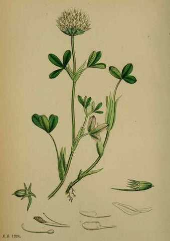 Reproducción/Reproduction 48717250586: English botany, or, Coloured figures of British plants /. London :R. Hardwicke,1863-1886.. 