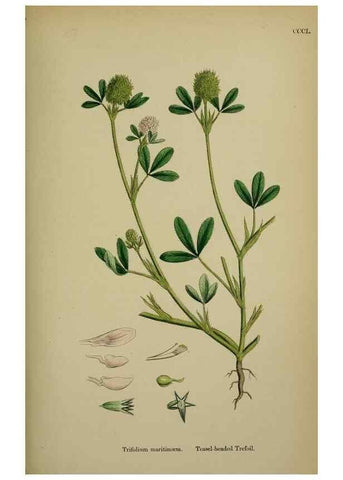 Reproducción/Reproduction 48717420692: English botany, or, Coloured figures of British plants /. London :R. Hardwicke,1863-1886.. 