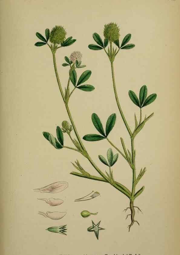 Reproducción/Reproduction 48717420692: English botany, or, Coloured figures of British plants /. London :R. Hardwicke,1863-1886.. 
