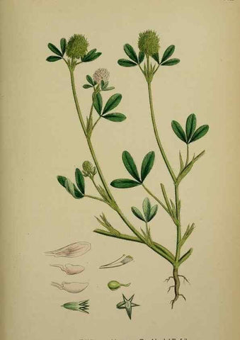Reproducción/Reproduction 48717420692: English botany, or, Coloured figures of British plants /. London :R. Hardwicke,1863-1886.. 