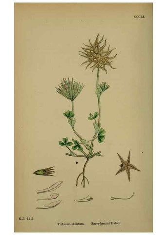 Reproducción/Reproduction 48717421062: English botany, or, Coloured figures of British plants /. London :R. Hardwicke,1863-1886.. 