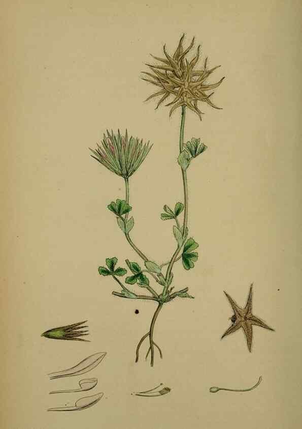 Reproducción/Reproduction 48717421062: English botany, or, Coloured figures of British plants /. London :R. Hardwicke,1863-1886.. 