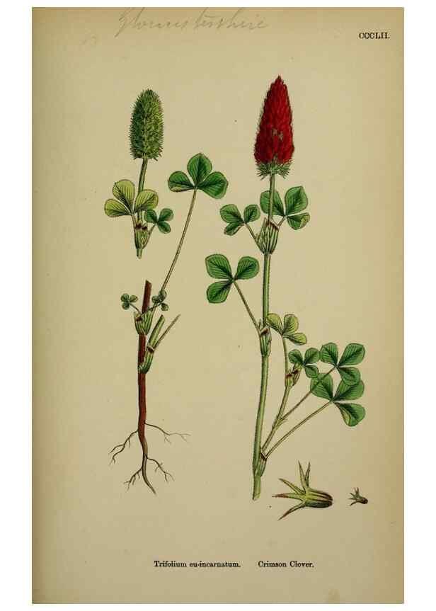 Reproducción/Reproduction 48717251466: English botany, or, Coloured figures of British plants /. London :R. Hardwicke,1863-1886.. 