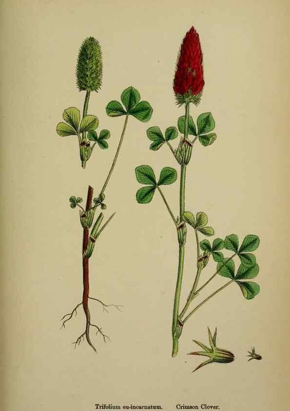 Reproducción/Reproduction 48717251466: English botany, or, Coloured figures of British plants /. London :R. Hardwicke,1863-1886.. 