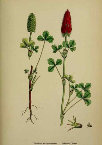 Reproducción/Reproduction 48717251466: English botany, or, Coloured figures of British plants /. London :R. Hardwicke,1863-1886.. 