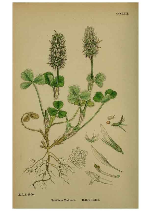 Reproducción/Reproduction 48717421732: English botany, or, Coloured figures of British plants /. London :R. Hardwicke,1863-1886.. 