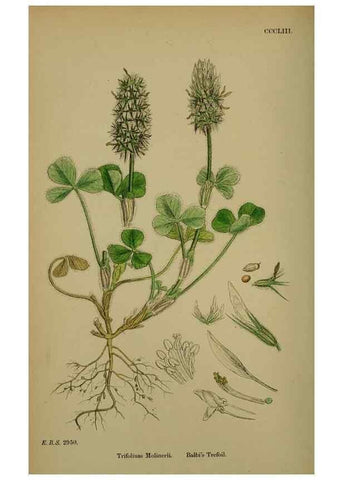 Reproducción/Reproduction 48717421732: English botany, or, Coloured figures of British plants /. London :R. Hardwicke,1863-1886.. 
