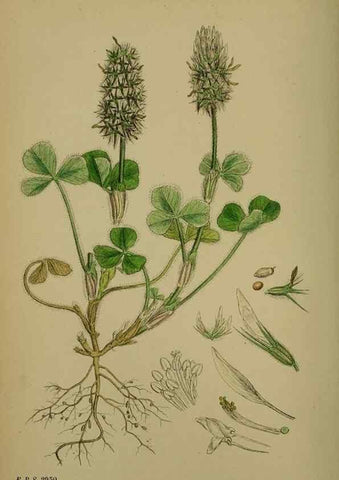 Reproducción/Reproduction 48717421732: English botany, or, Coloured figures of British plants /. London :R. Hardwicke,1863-1886.. 