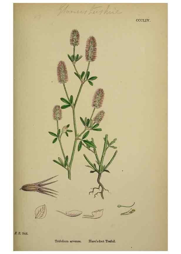 Reproducción/Reproduction 48717252141: English botany, or, Coloured figures of British plants /. London :R. Hardwicke,1863-1886.. 