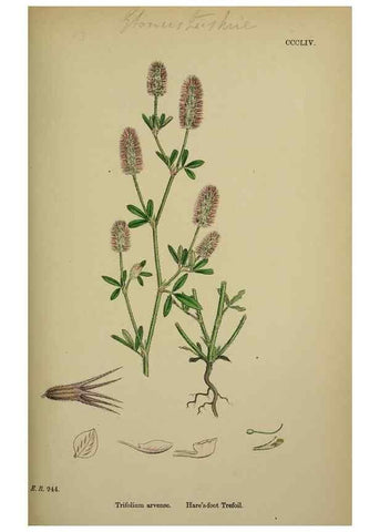 Reproducción/Reproduction 48717252141: English botany, or, Coloured figures of British plants /. London :R. Hardwicke,1863-1886.. 
