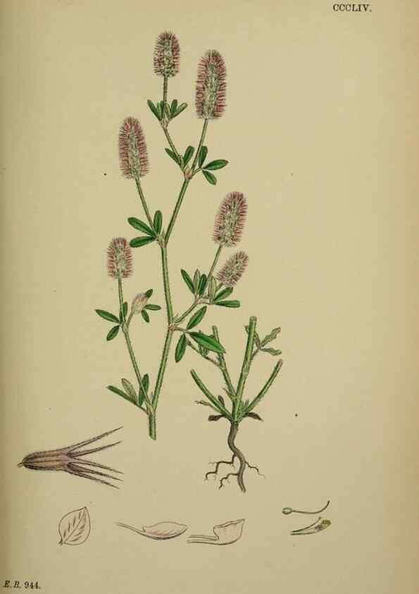 Reproducción/Reproduction 48717252141: English botany, or, Coloured figures of British plants /. London :R. Hardwicke,1863-1886.. 