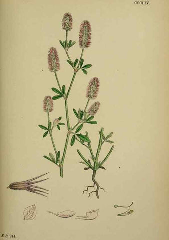 Reproducción/Reproduction 48717252141: English botany, or, Coloured figures of British plants /. London :R. Hardwicke,1863-1886.. 