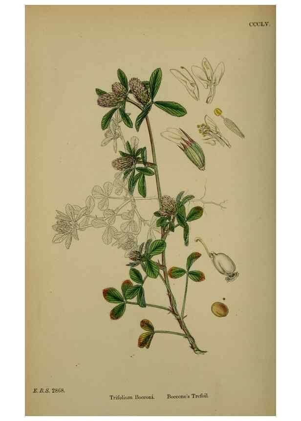 Reproducción/Reproduction 48716915313: English botany, or, Coloured figures of British plants /. London :R. Hardwicke,1863-1886.. 