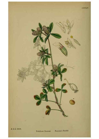 Reproducción/Reproduction 48716915313: English botany, or, Coloured figures of British plants /. London :R. Hardwicke,1863-1886.. 