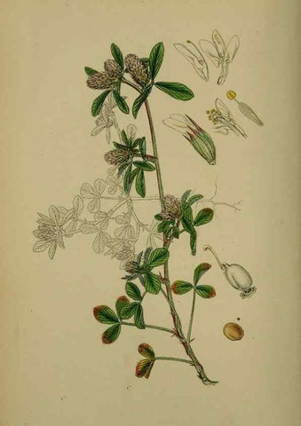 Reproducción/Reproduction 48716915313: English botany, or, Coloured figures of British plants /. London :R. Hardwicke,1863-1886.. 
