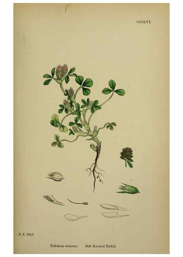 Reproducción/Reproduction 48717252711: English botany, or, Coloured figures of British plants /. London :R. Hardwicke,1863-1886.. 