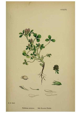 Reproducción/Reproduction 48717252711: English botany, or, Coloured figures of British plants /. London :R. Hardwicke,1863-1886.. 