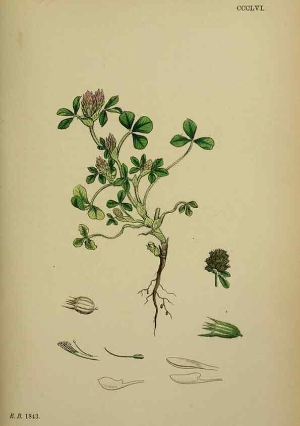 Reproducción/Reproduction 48717252711: English botany, or, Coloured figures of British plants /. London :R. Hardwicke,1863-1886.. 