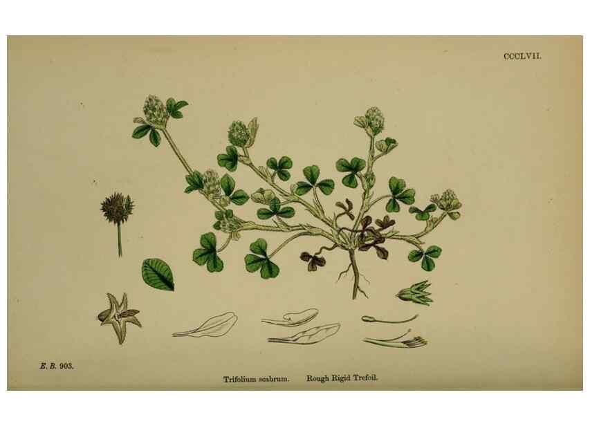 Reproducción/Reproduction 48717253051: English botany, or, Coloured figures of British plants /. London :R. Hardwicke,1863-1886.. 