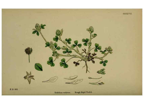 Reproducción/Reproduction 48717253051: English botany, or, Coloured figures of British plants /. London :R. Hardwicke,1863-1886.. 