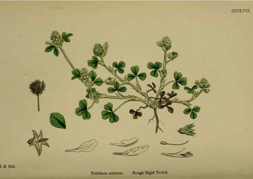 Reproducción/Reproduction 48717253051: English botany, or, Coloured figures of British plants /. London :R. Hardwicke,1863-1886.. 