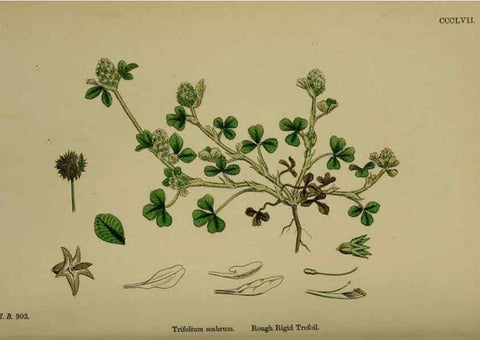 Reproducción/Reproduction 48717253051: English botany, or, Coloured figures of British plants /. London :R. Hardwicke,1863-1886.. 