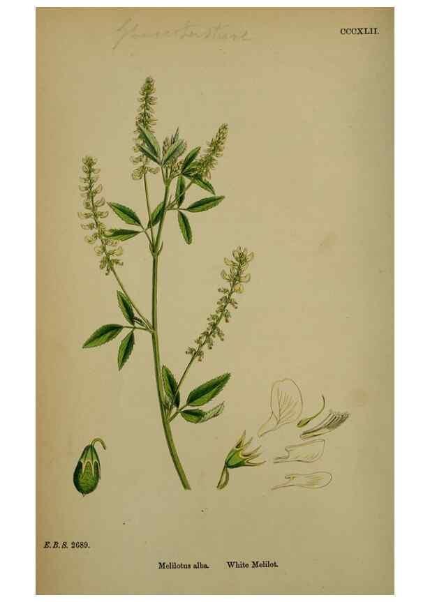 Reproducción/Reproduction 48717248556: English botany, or, Coloured figures of British plants /. London :R. Hardwicke,1863-1886.. 