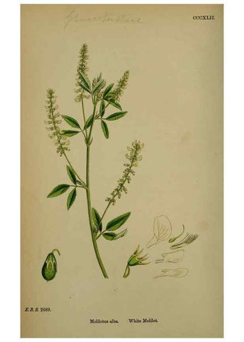 Reproducción/Reproduction 48717248556: English botany, or, Coloured figures of British plants /. London :R. Hardwicke,1863-1886.. 