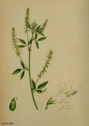 Reproducción/Reproduction 48717248556: English botany, or, Coloured figures of British plants /. London :R. Hardwicke,1863-1886.. 