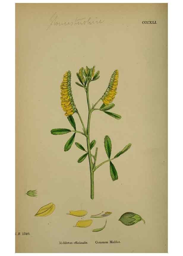 Reproducción/Reproduction 48716911143: English botany, or, Coloured figures of British plants /. London :R. Hardwicke,1863-1886.. 