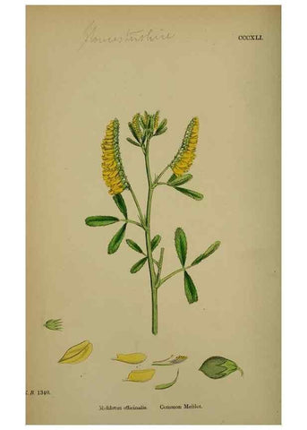 Reproducción/Reproduction 48716911143: English botany, or, Coloured figures of British plants /. London :R. Hardwicke,1863-1886.. 