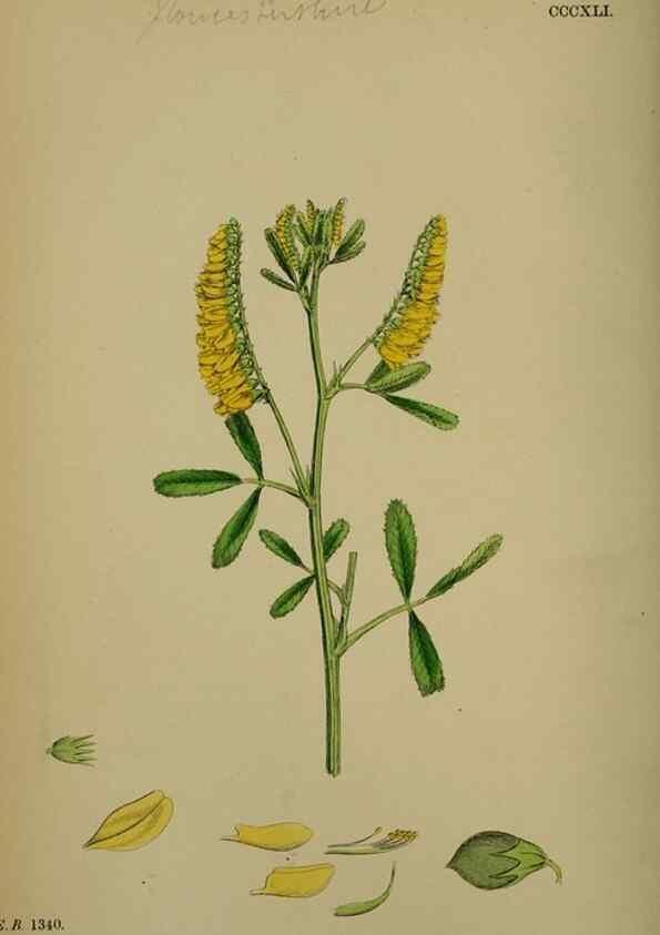 Reproducción/Reproduction 48716911143: English botany, or, Coloured figures of British plants /. London :R. Hardwicke,1863-1886.. 