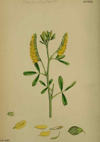 Reproducción/Reproduction 48716911143: English botany, or, Coloured figures of British plants /. London :R. Hardwicke,1863-1886.. 
