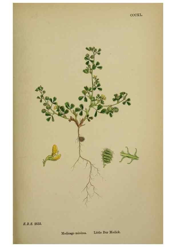 Reproducción/Reproduction 48716910763: English botany, or, Coloured figures of British plants /. London :R. Hardwicke,1863-1886.. 