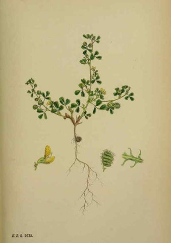 Reproducción/Reproduction 48716910763: English botany, or, Coloured figures of British plants /. London :R. Hardwicke,1863-1886.. 