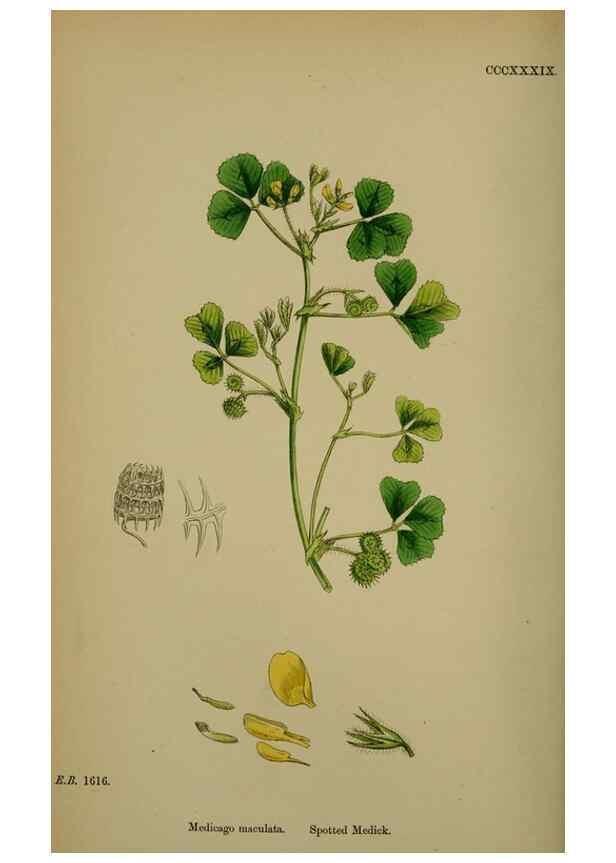 Reproducción/Reproduction 48716910543: English botany, or, Coloured figures of British plants /. London :R. Hardwicke,1863-1886.. 