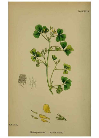 Reproducción/Reproduction 48716910543: English botany, or, Coloured figures of British plants /. London :R. Hardwicke,1863-1886.. 