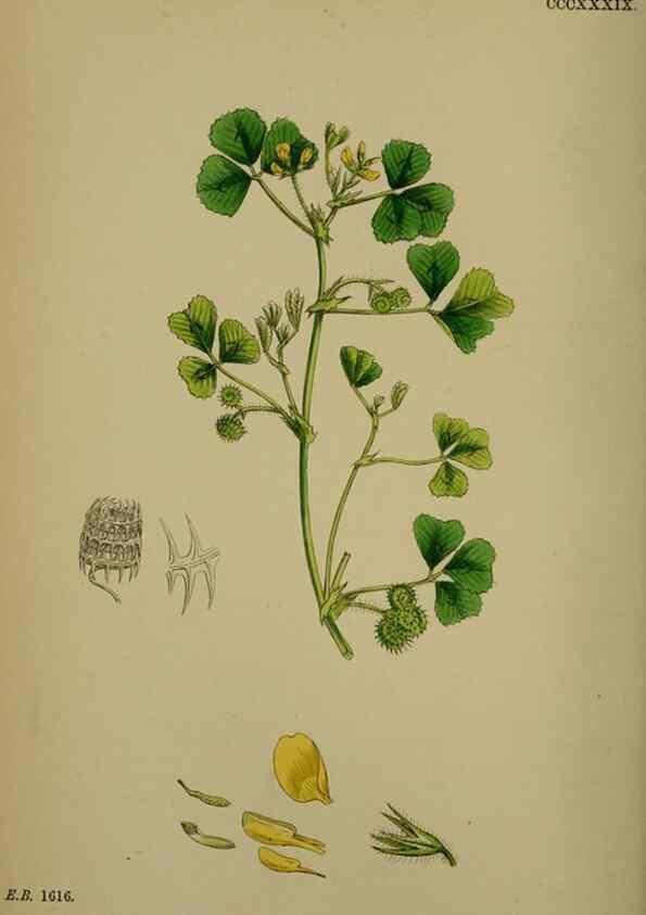 Reproducción/Reproduction 48716910543: English botany, or, Coloured figures of British plants /. London :R. Hardwicke,1863-1886.. 