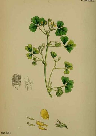 Reproducción/Reproduction 48716910543: English botany, or, Coloured figures of British plants /. London :R. Hardwicke,1863-1886.. 