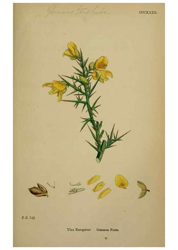 Reproducción/Reproduction 48716905808: English botany, or, Coloured figures of British plants /. London :R. Hardwicke,1863-1886.. 