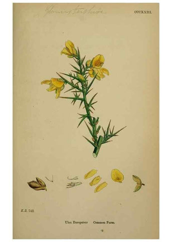 Reproducción/Reproduction 48716905808: English botany, or, Coloured figures of British plants /. London :R. Hardwicke,1863-1886.. 