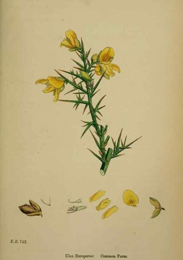 Reproducción/Reproduction 48716905808: English botany, or, Coloured figures of British plants /. London :R. Hardwicke,1863-1886.. 