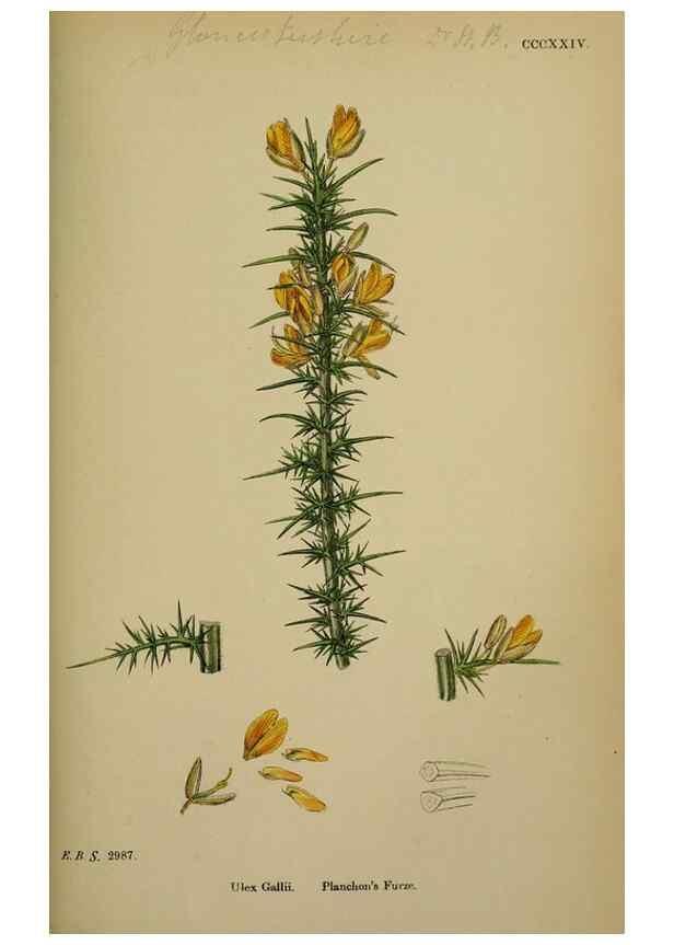 Reproducción/Reproduction 48717242746: English botany, or, Coloured figures of British plants /. London :R. Hardwicke,1863-1886.. 