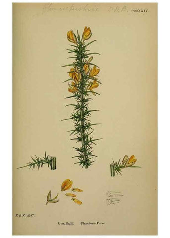 Reproducción/Reproduction 48717242746: English botany, or, Coloured figures of British plants /. London :R. Hardwicke,1863-1886.. 